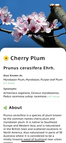Wildflower identification screenshot