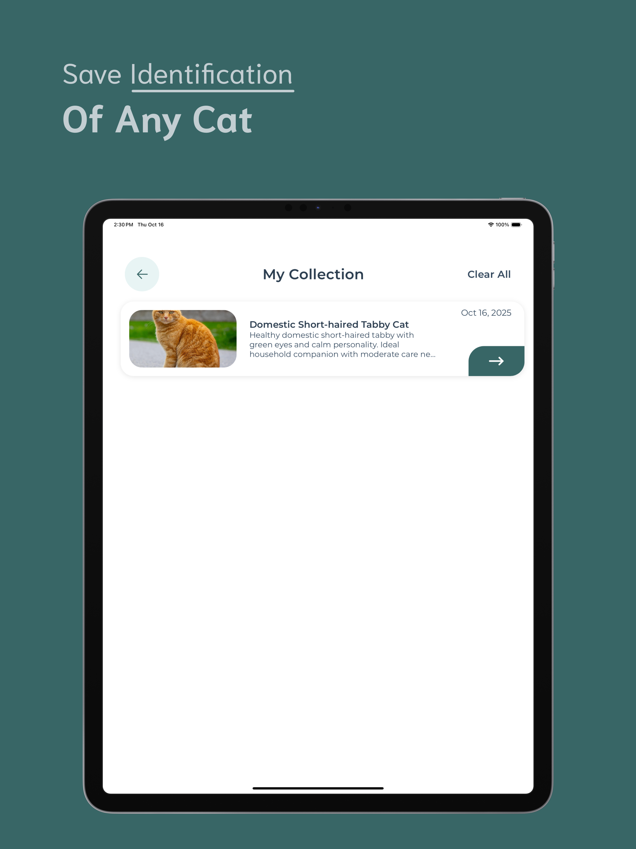 Cat Identifier - CI