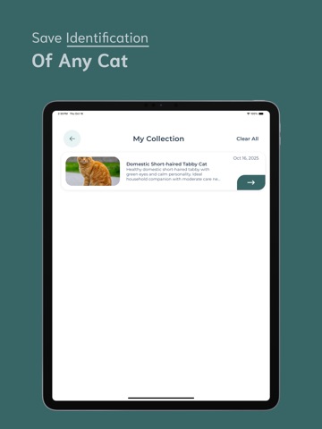 Cat Identifier - CI iPad screenshot