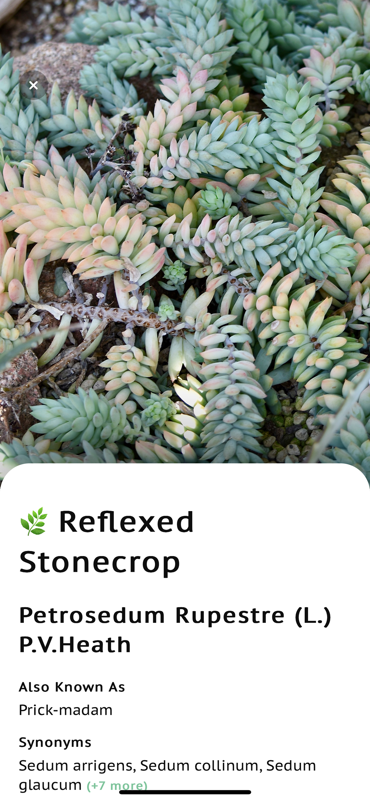 Succulent Identifier App