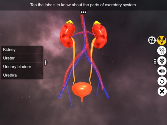 Screenshot #5 pour Urinary System Physiology