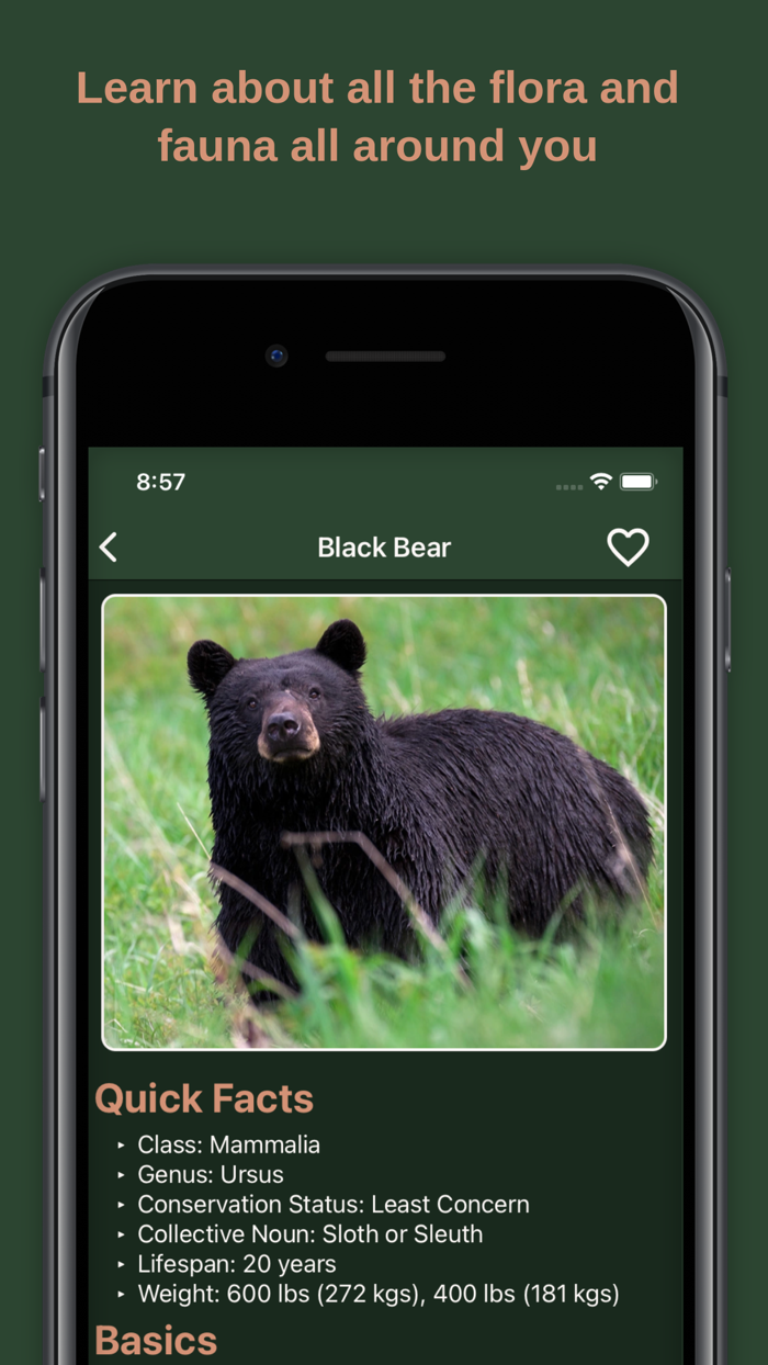 Camping Companion Camp Guide