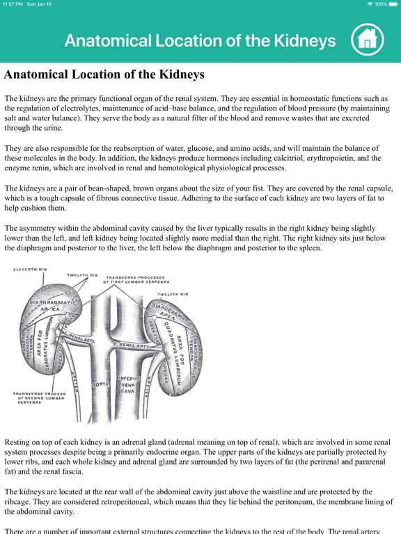 Screenshot #6 pour Learn Kidney Anatomy