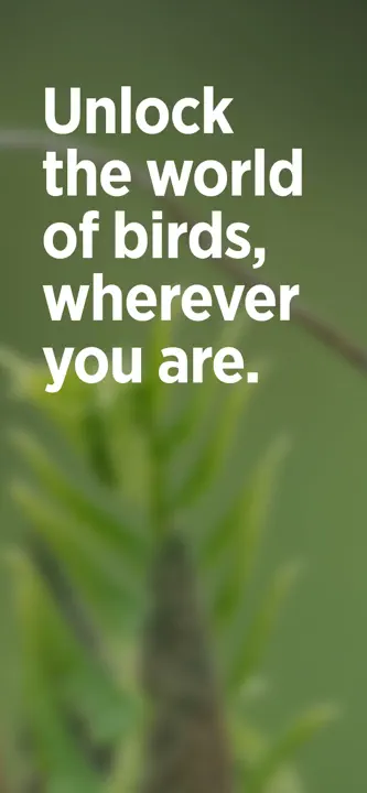 Audubon Bird Guide: Screenshot 1 von 6