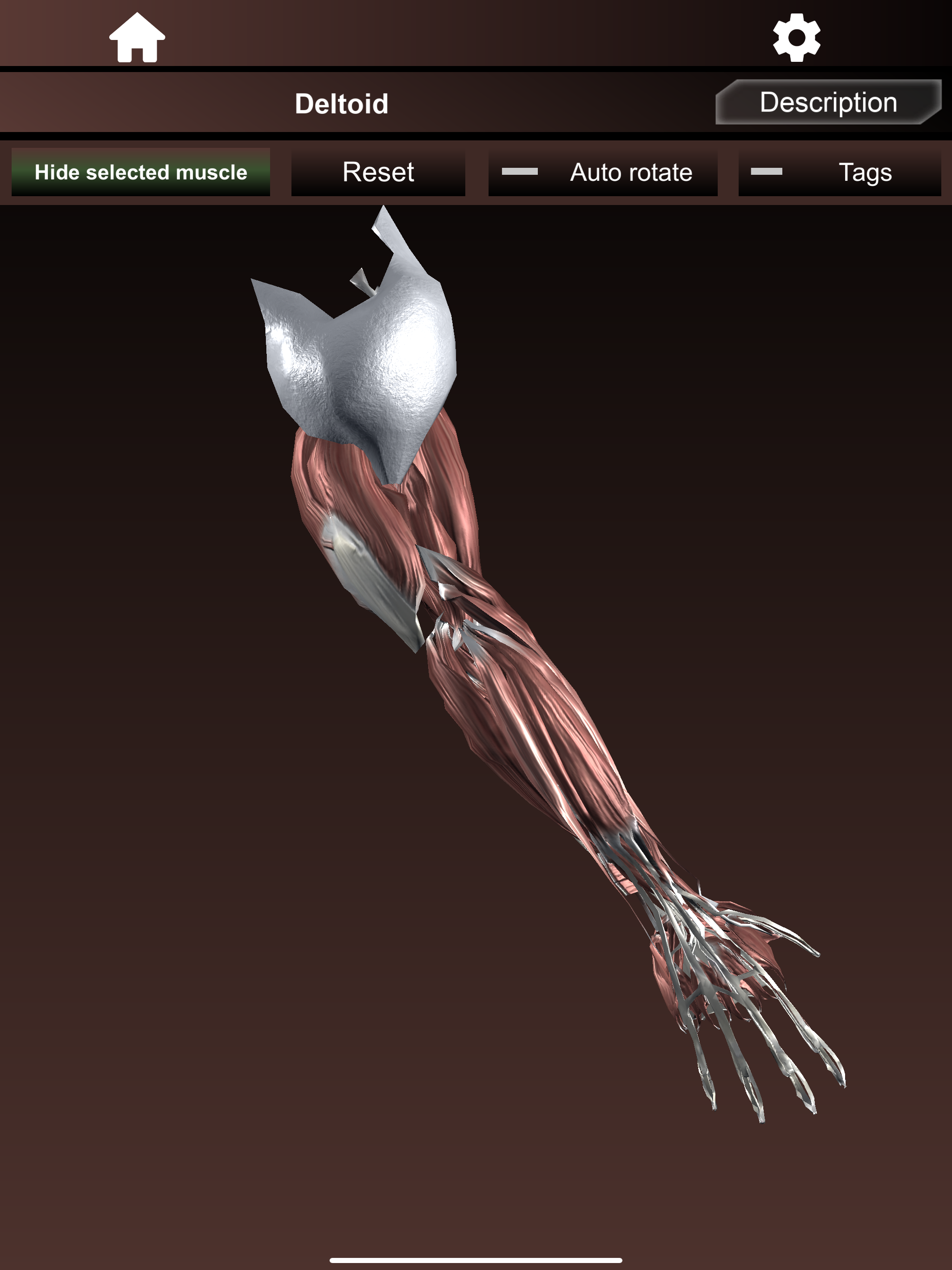 Muscular System 3D (anatomy)