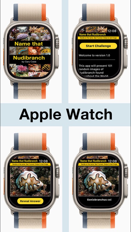 Name that Nudibranch screenshot-4