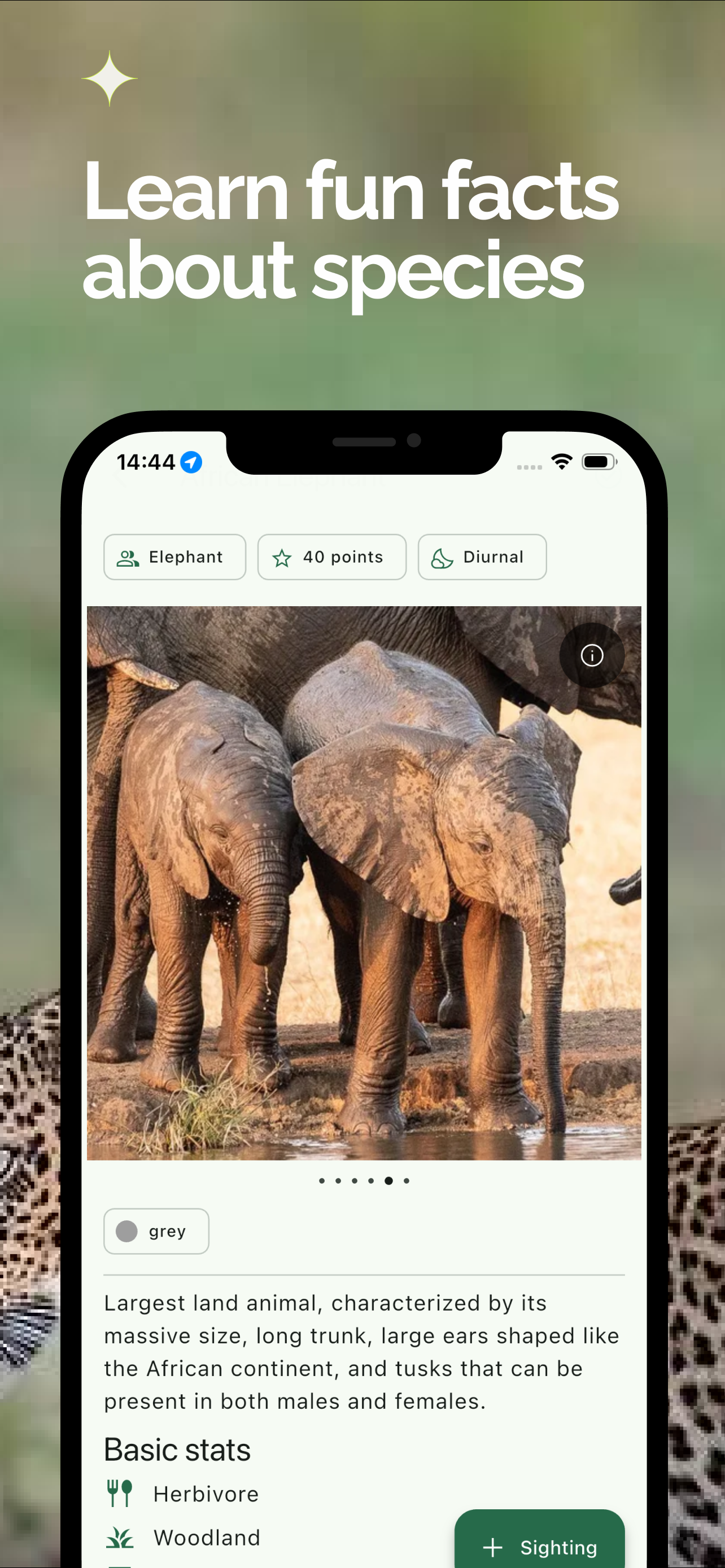 Bushwak: animal safari guide
