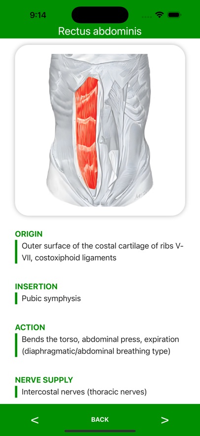 Muscle Flashcards Pro