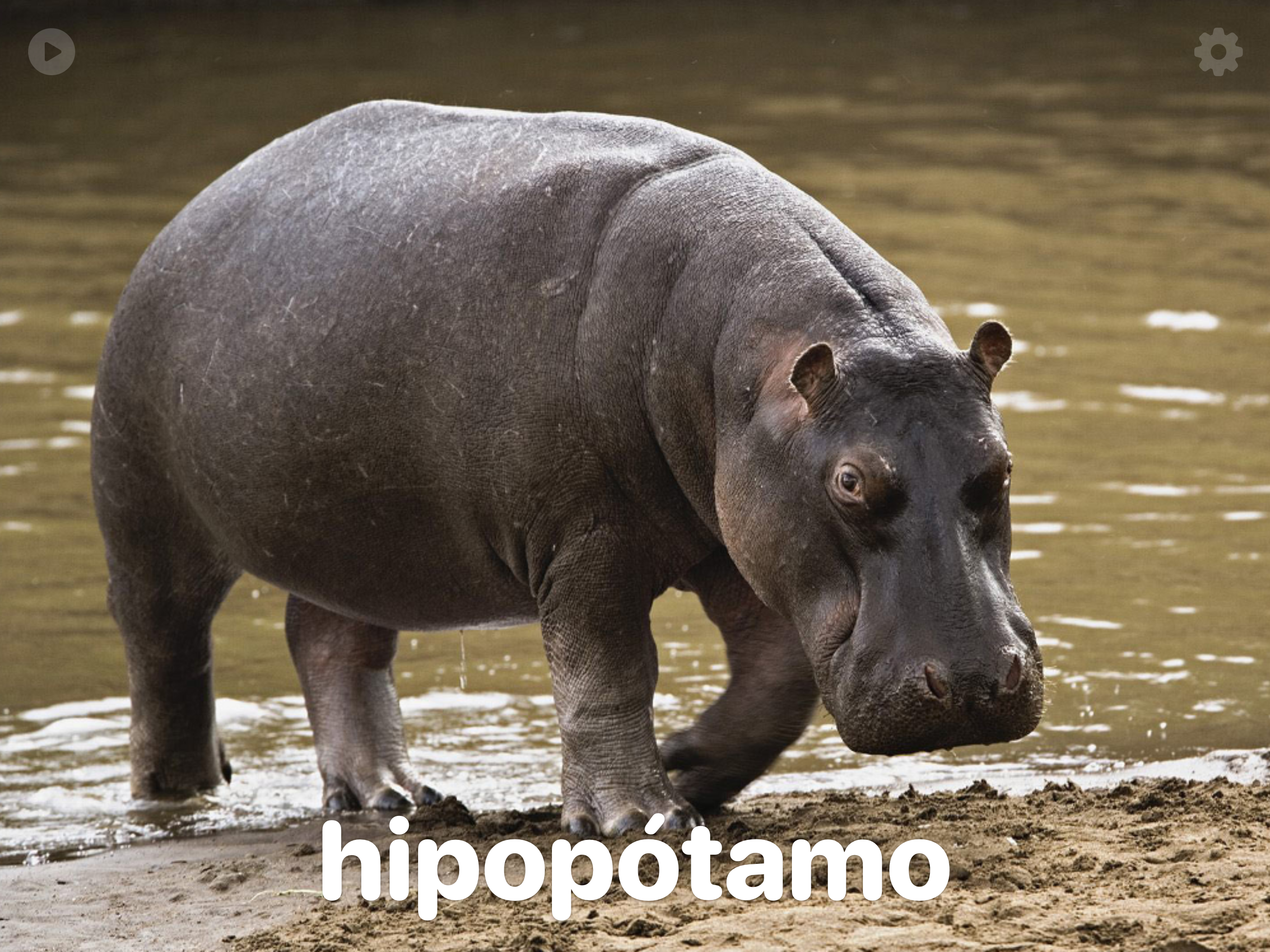 iAnimals Mini: picture book