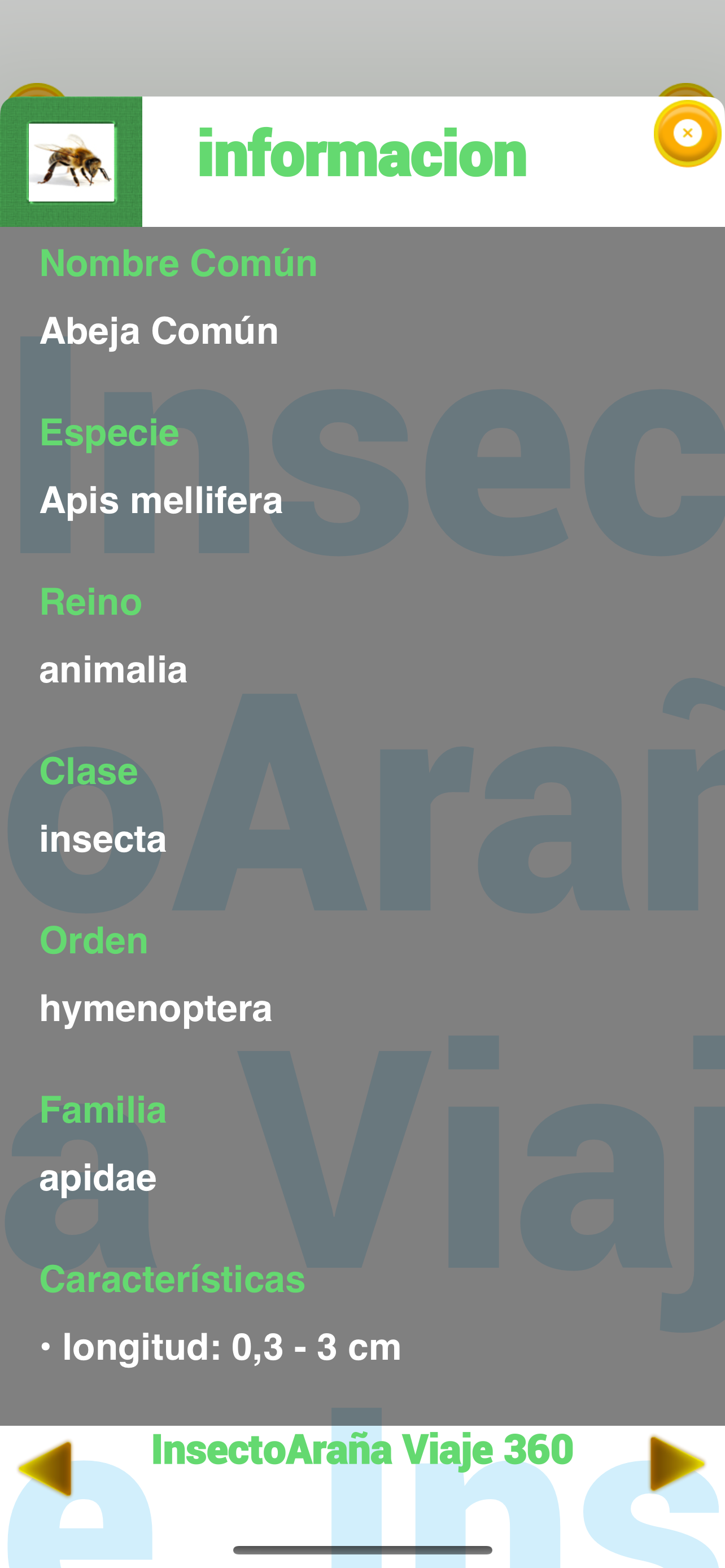 InsectoAraña Viaje 360