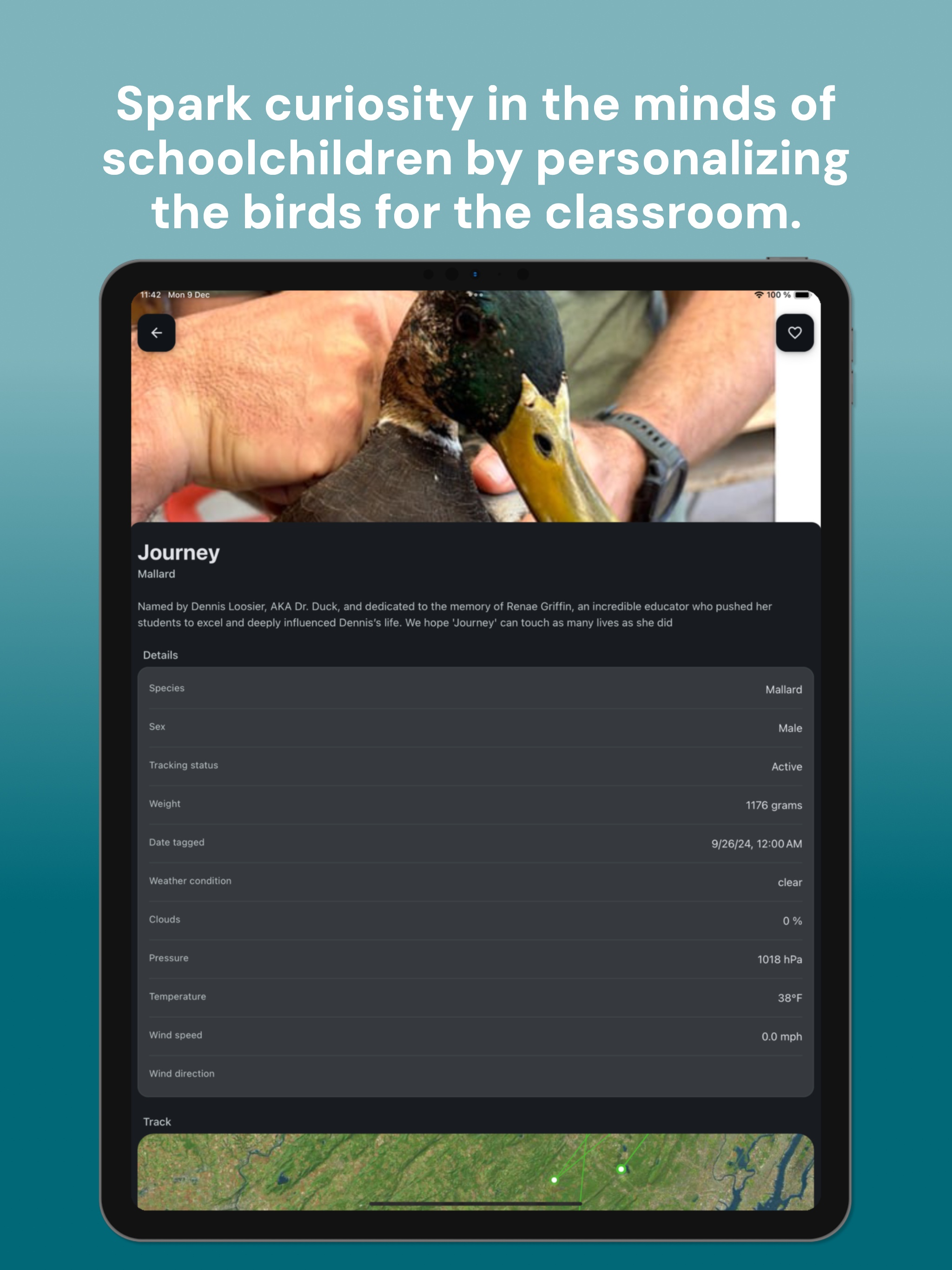50 Ducks
