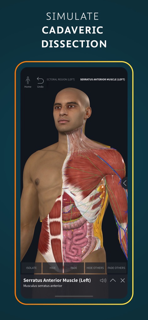 Complete Anatomy for iPhone - Experience realistic dissection simulation, enabling users to precisely isolate the serratus anterior muscle and explore the intricate layers of underlying organ systems.
