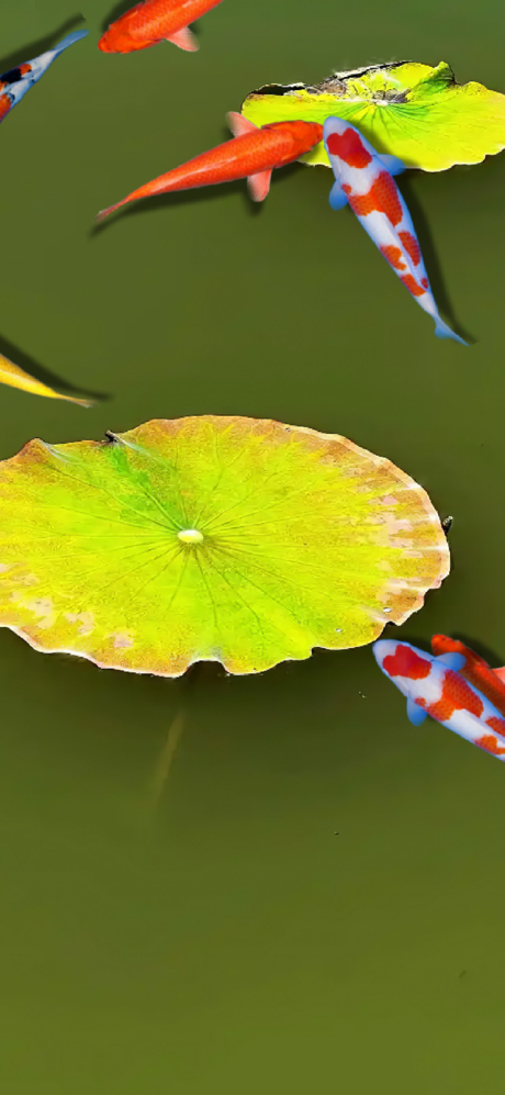 Pond Koi screenshot 7