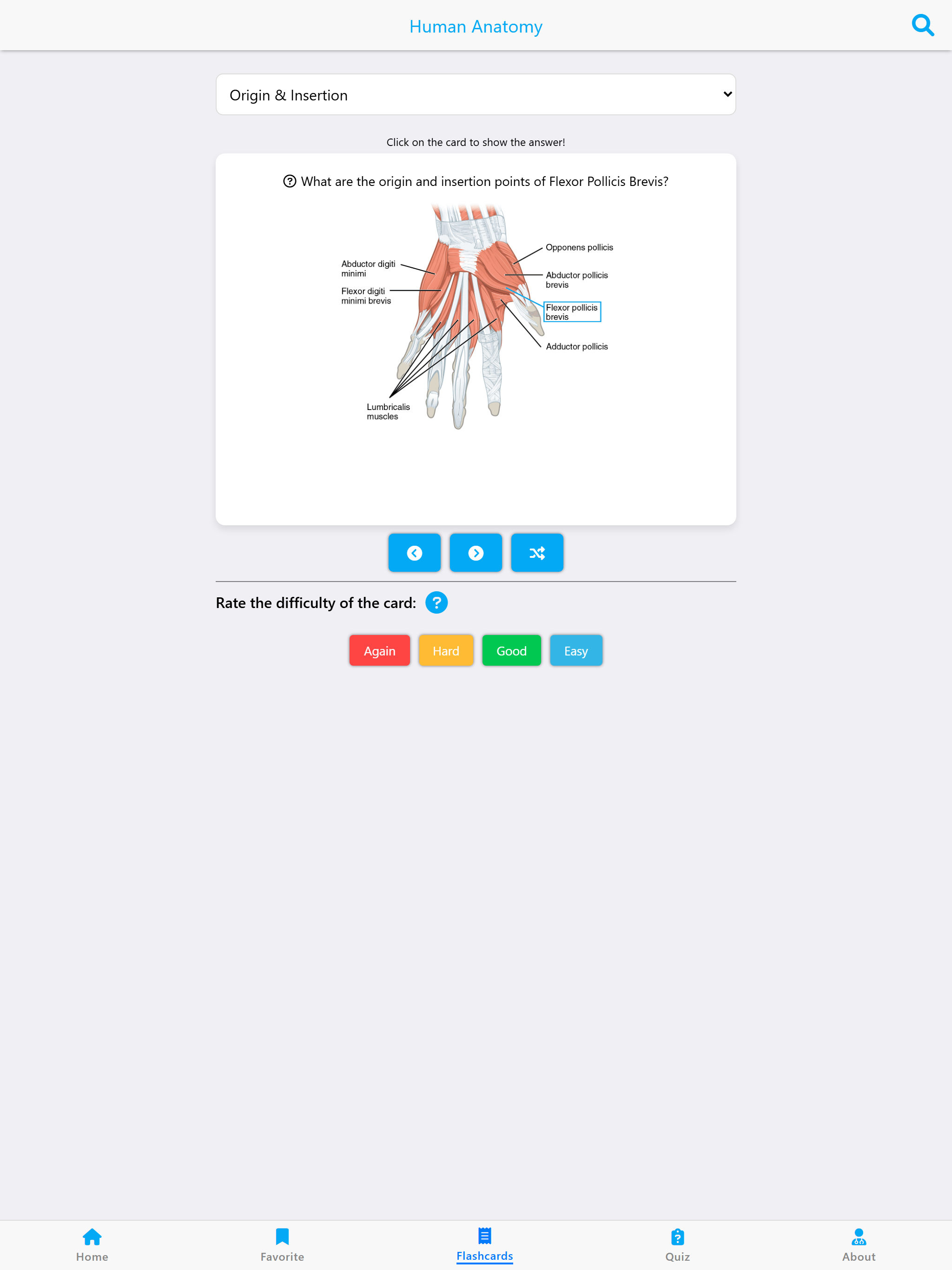 Learn Muscles Anatomy