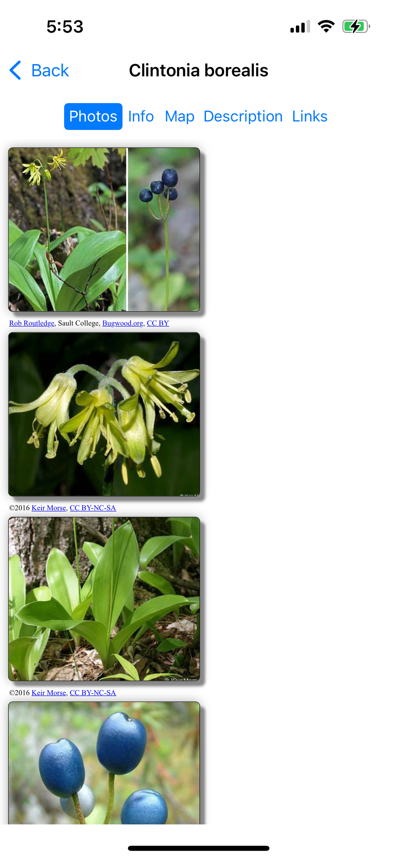 Newfoundland Wildflowers