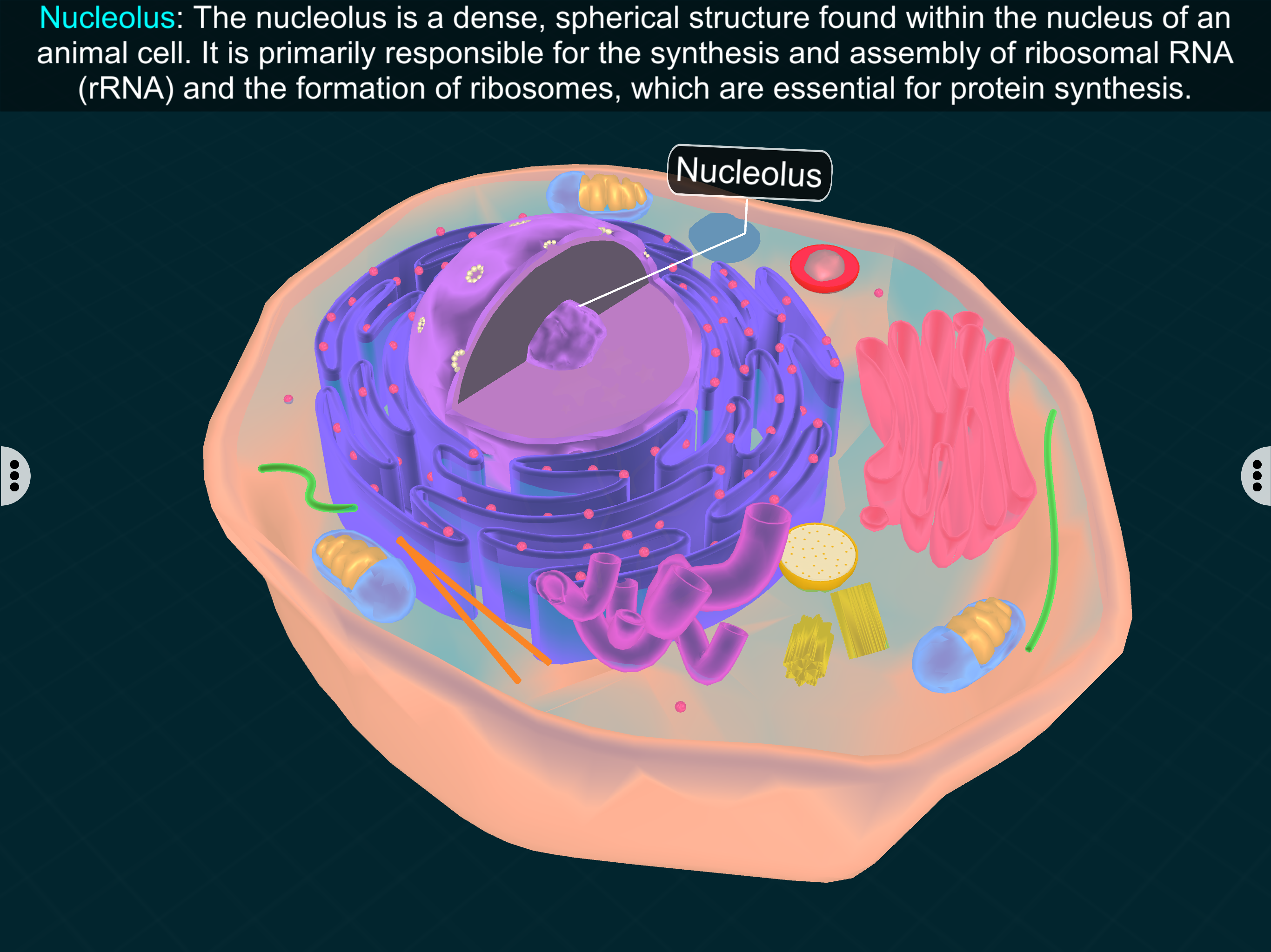 Animal Cell by EduTech Era screenshot 7