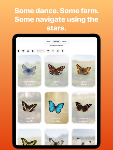 Bugsy – Insect Collection Quiz iPad screenshot