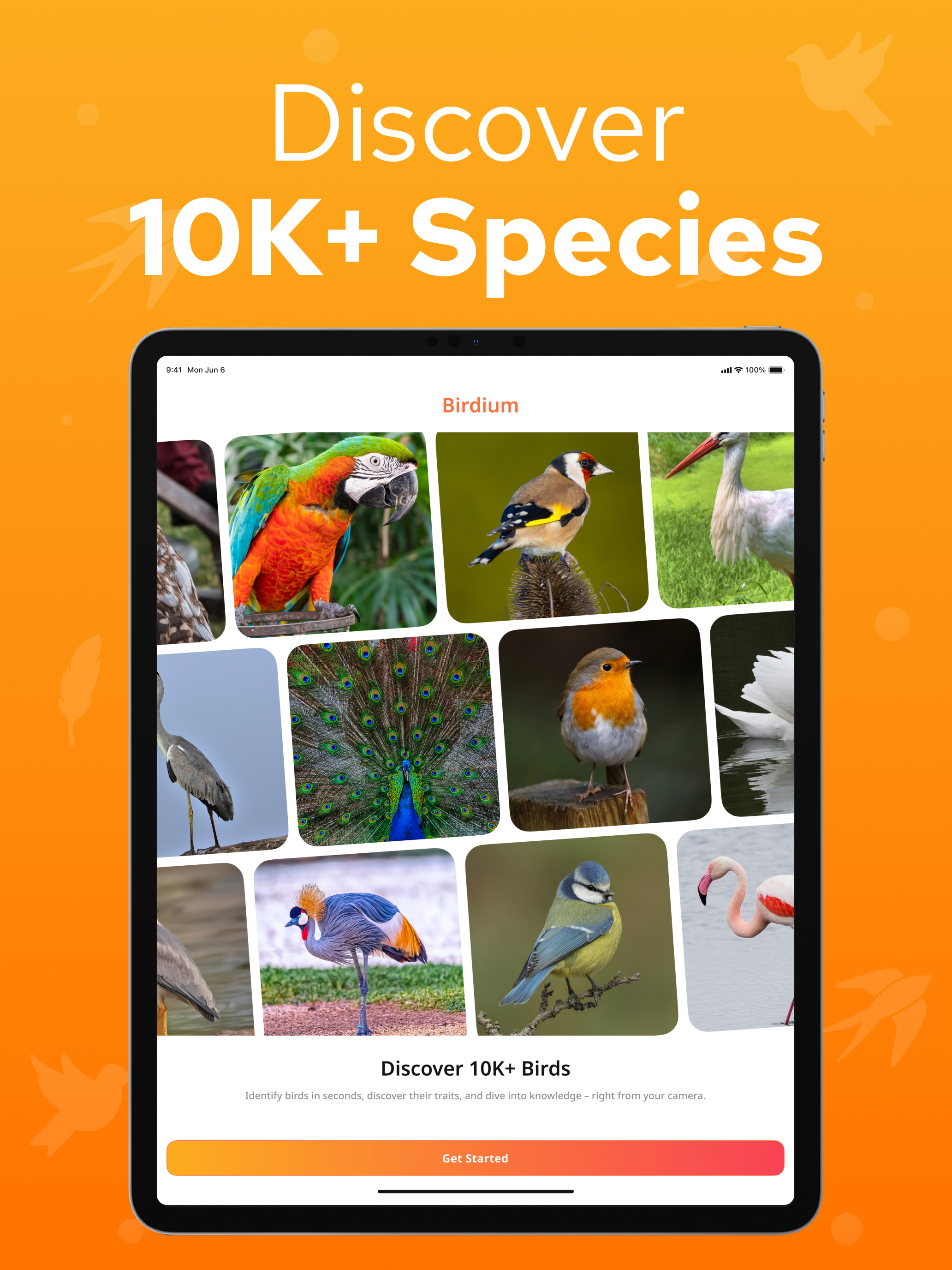Bird Identifier – Birdium screenshot 16
