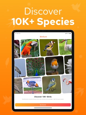 Bird Identifier – Birdium iPad screenshot