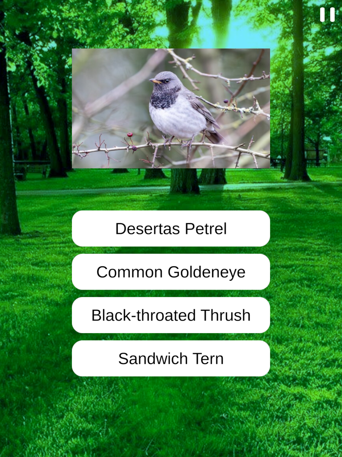 Birds Quiz and Learn