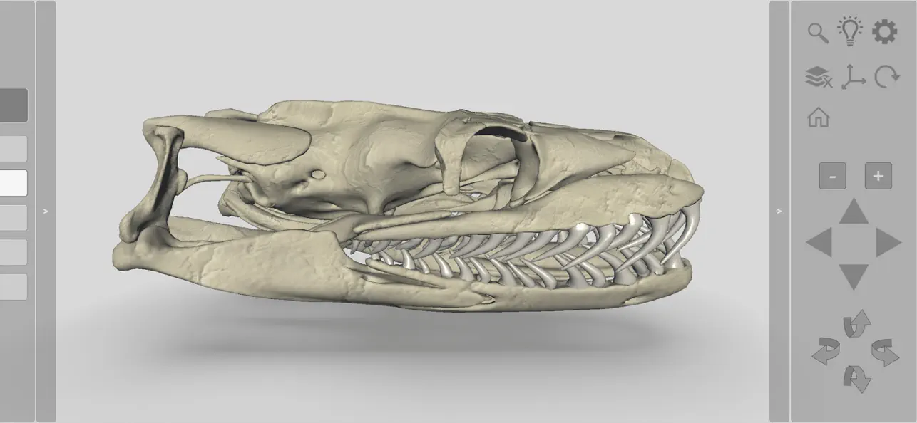 Screenshot #2 pour 3D Reptile Skulls