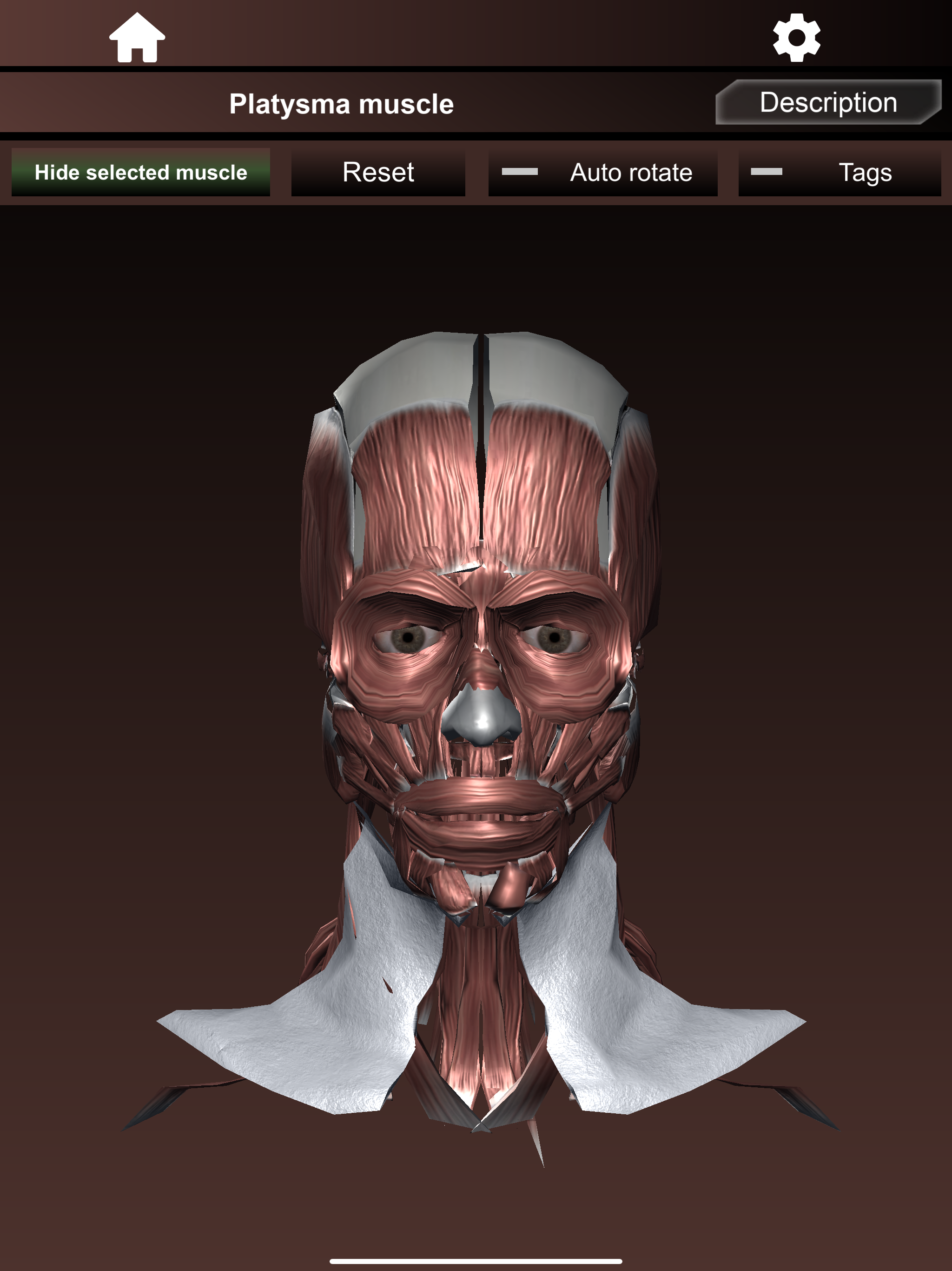 Muscular System 3D (anatomy)