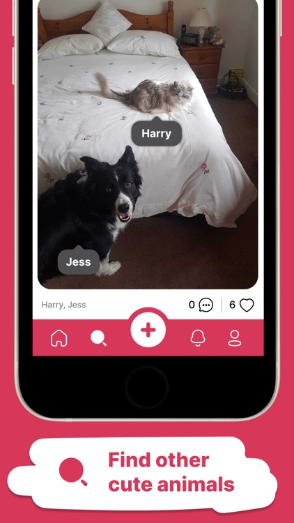 Pawblish - Pet Pictures