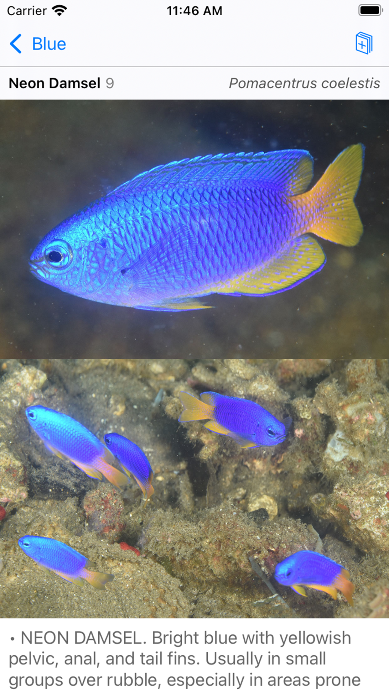 Philippines Fish ID