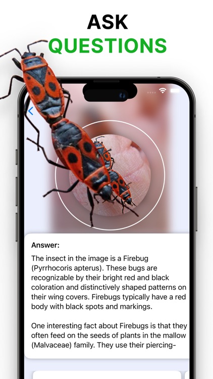 Picture Insect Bug Identifier screenshot-3