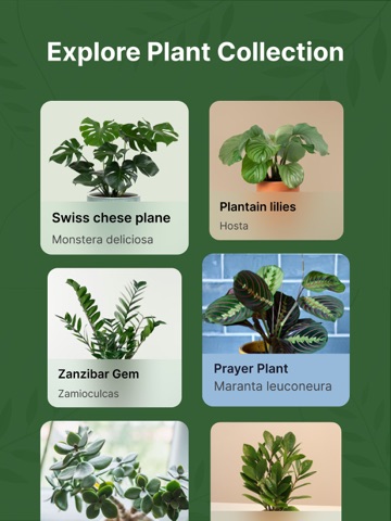 Plant Identifier: PlantInfo AI iPad screenshot