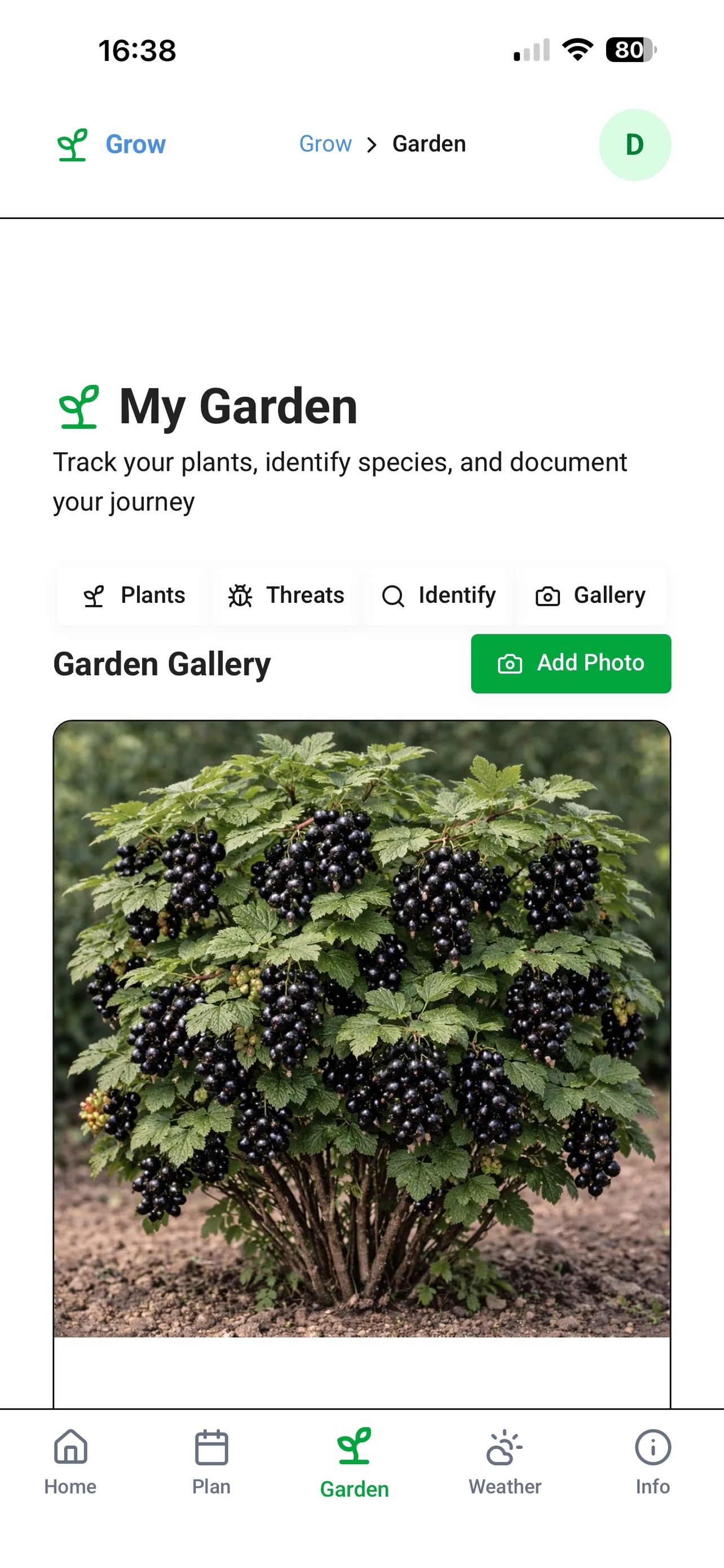 Grow Daisy