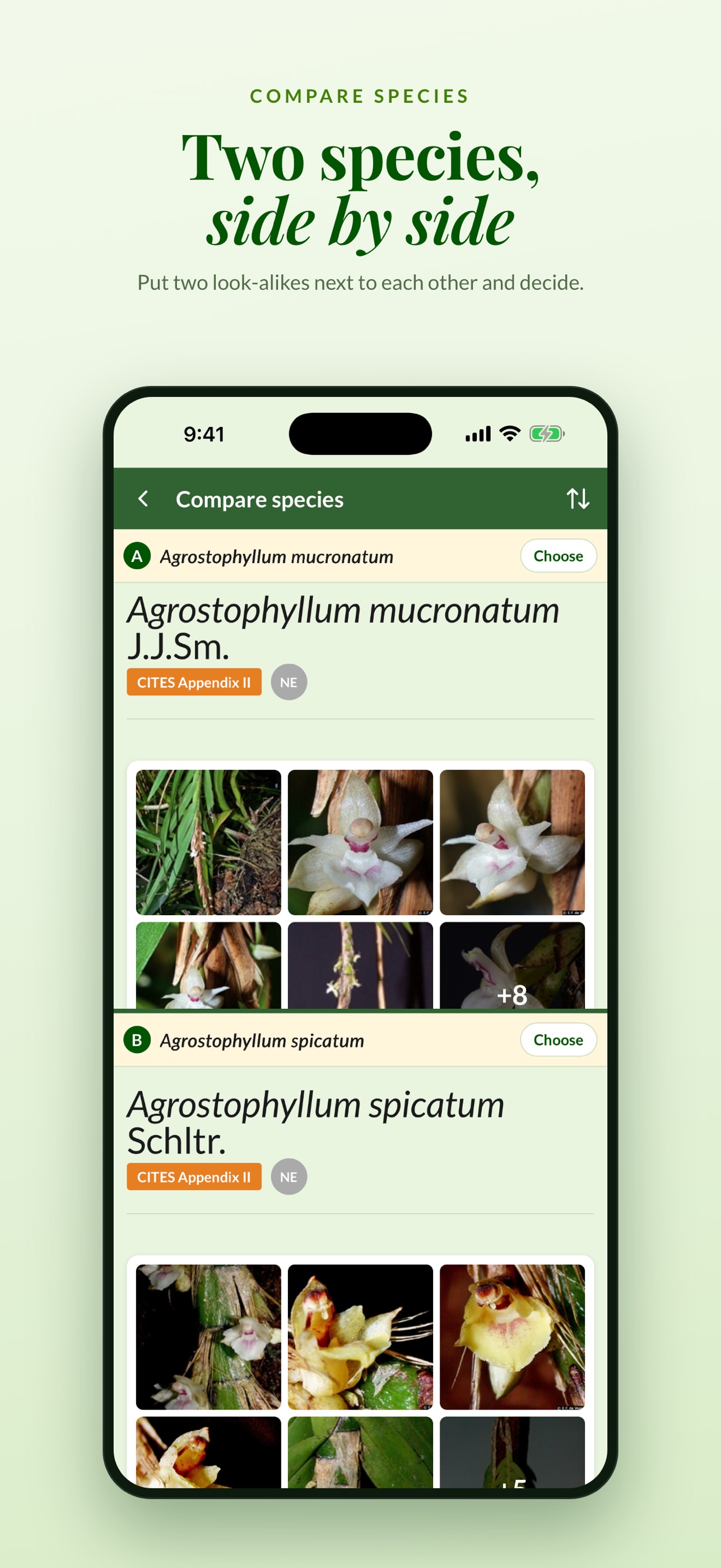 Screenshot 6 of Vogelkop Orchid Key