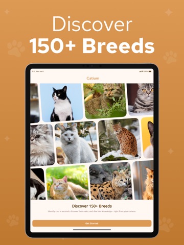Cat Breed Identifier – Catium iPad screenshot