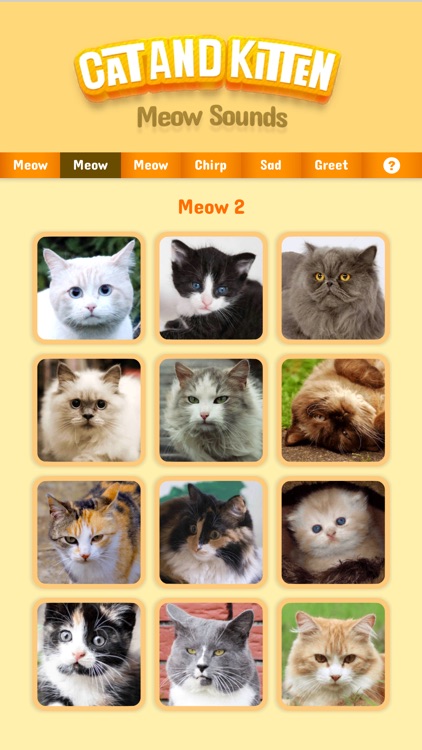 Cat & Kitten Meow Sounds