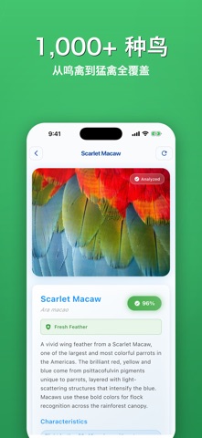 羽毛鉴定: AI扫描识别 screenshot