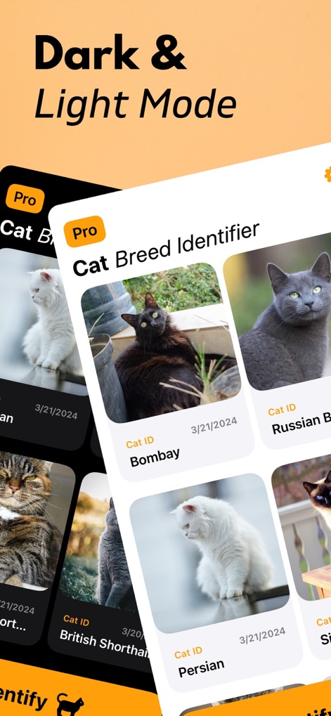 Cat Breed Identifier - App de Referencia | MWM