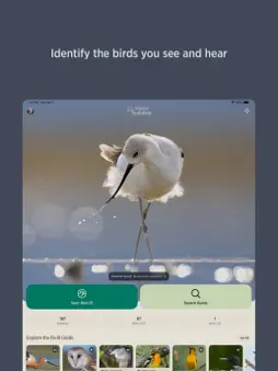 Audubon Bird Guide screenshot 8