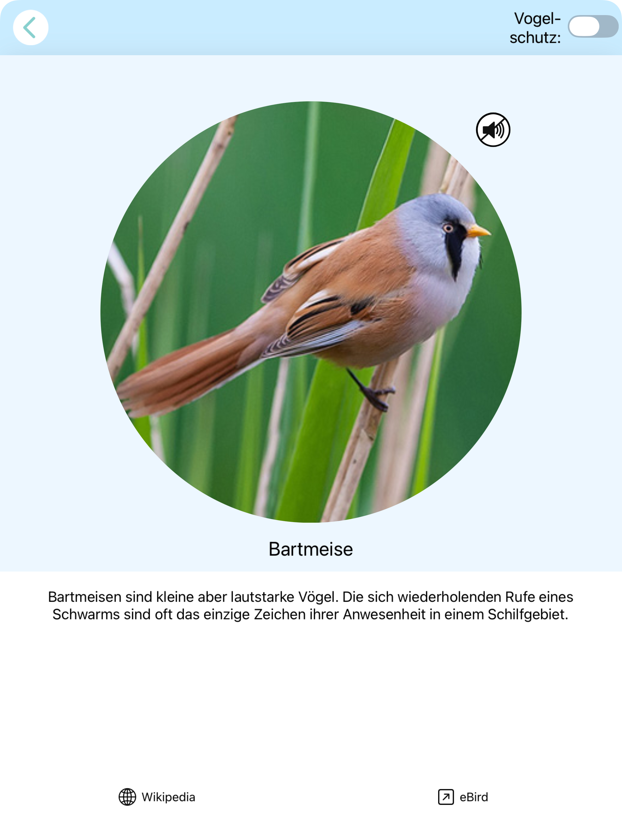 Zwitschomat - Vogelerkennung