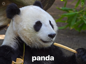 iAnimals: animal picture book iPad screenshot