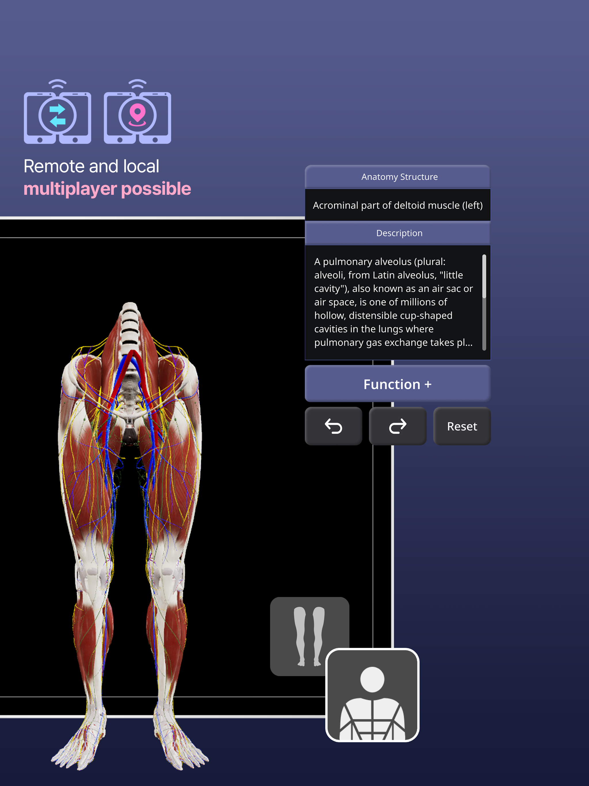 MEDIP Box Anatomy - 3D Cadaver