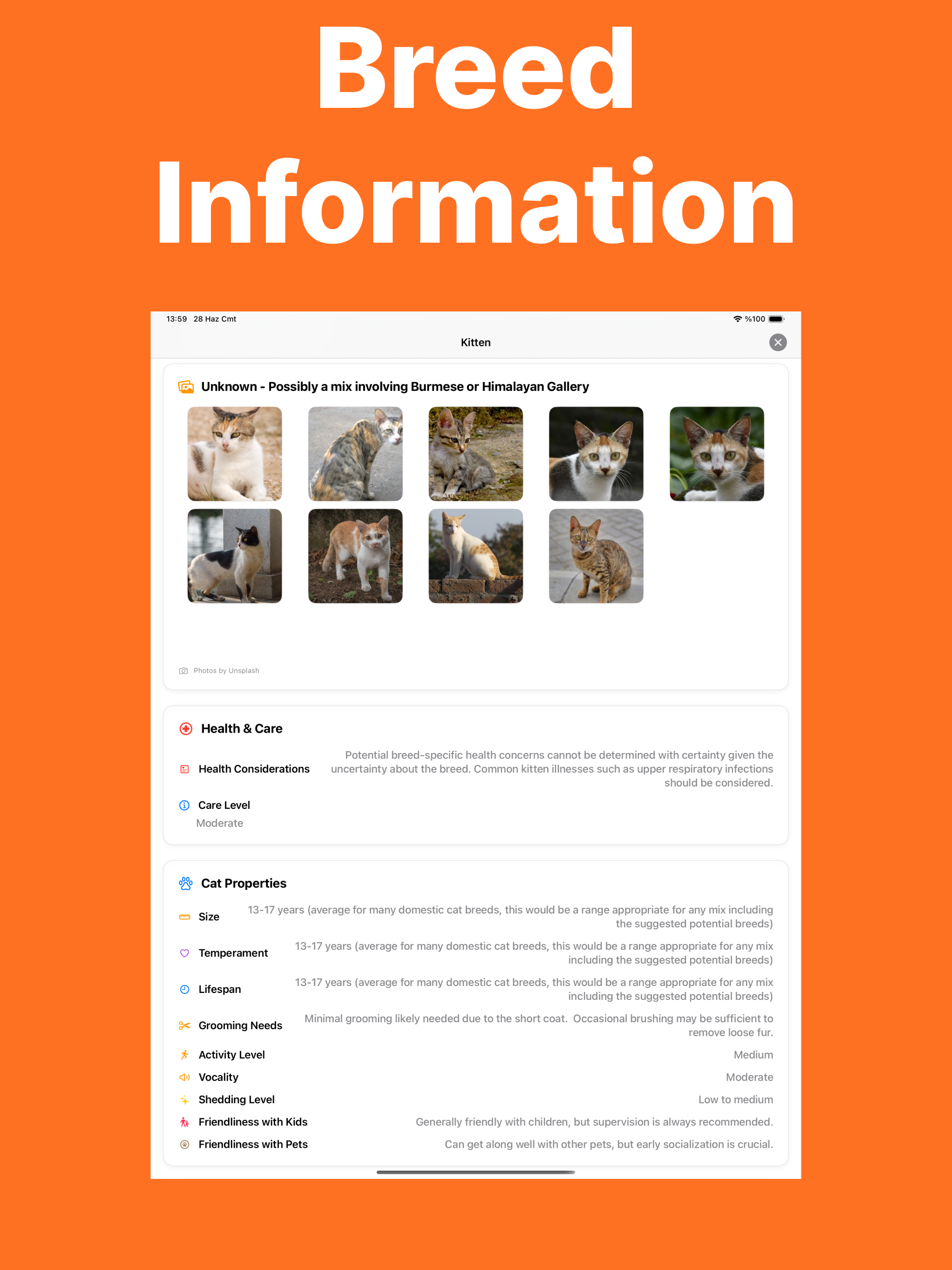 Cat Breed Identifier - Caty