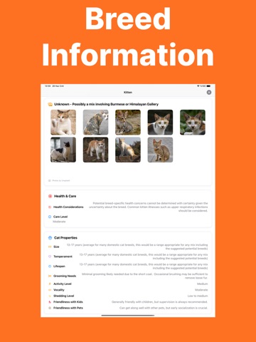 Cat Breed Identifier - Caty iPad screenshot