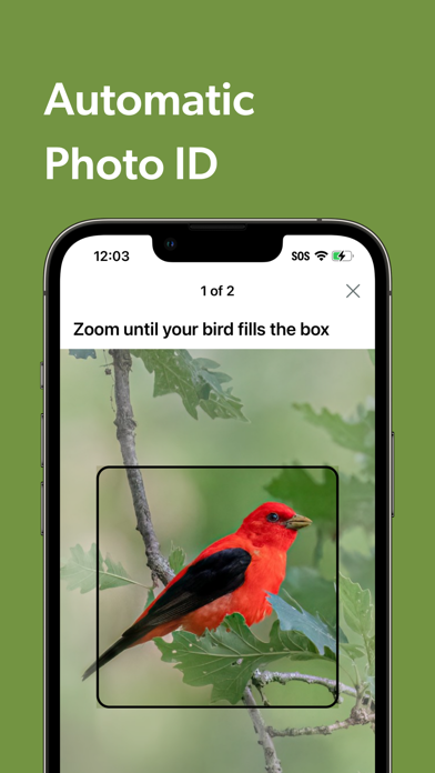 Merlin Bird ID by Cornell Lab Screenshot