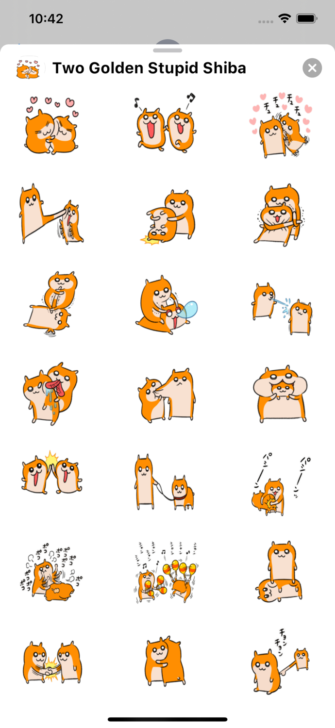 Two Golden Stupid Shiba