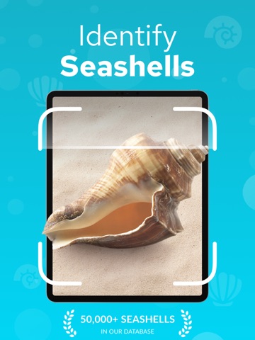 Seashell Identifier – Shellium iPad screenshot