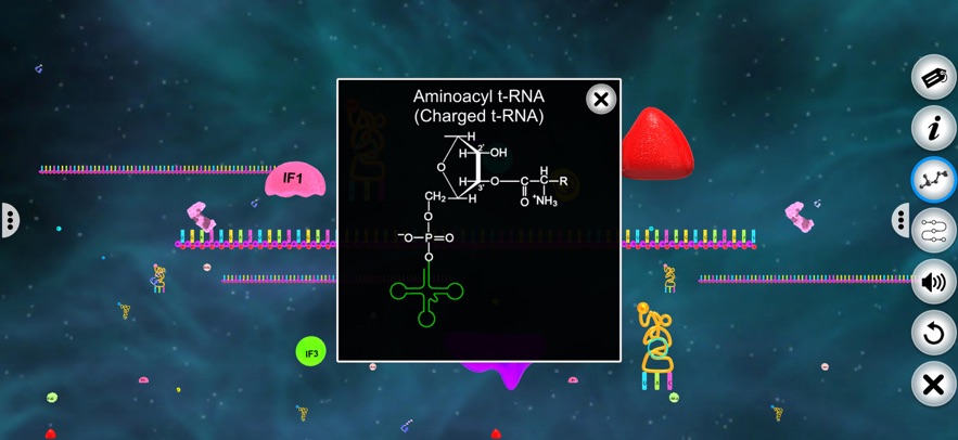 Translation in Prokaryotes