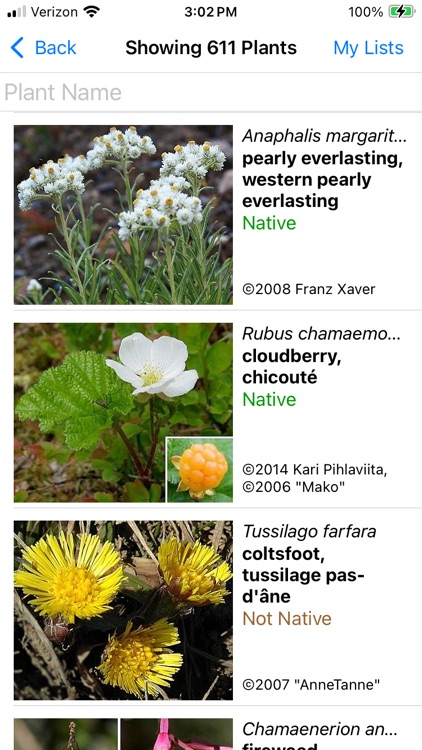 Newfoundland Wildflowers