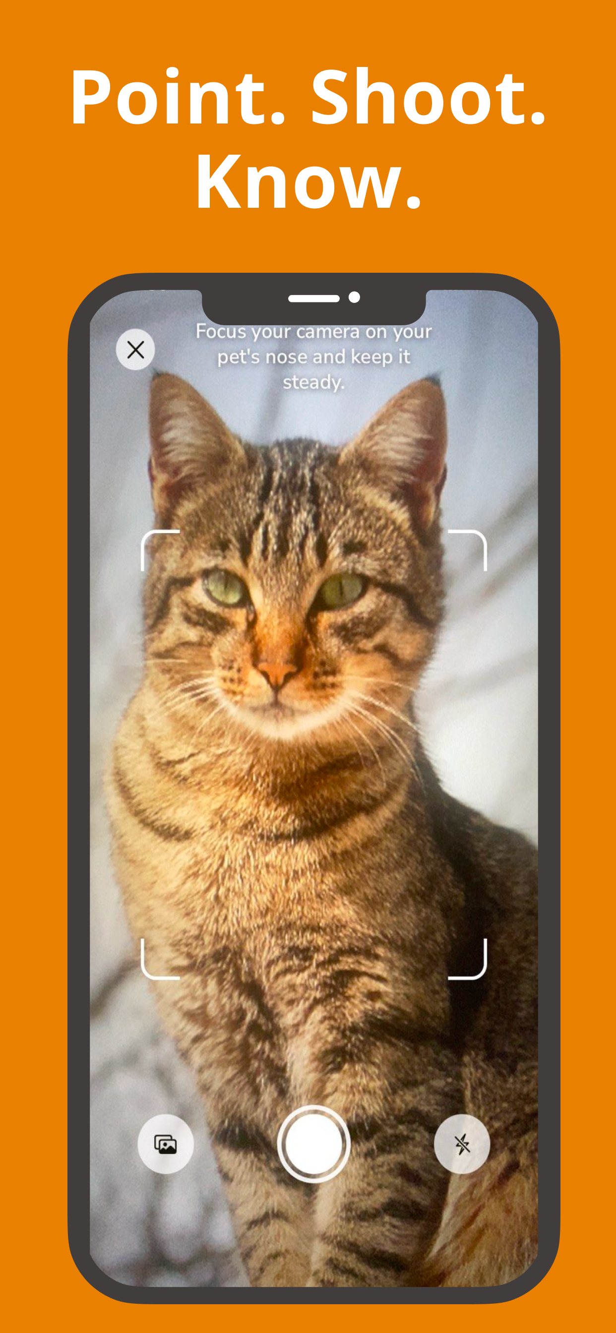 Cat Identifier: Breed Finder screenshot 2