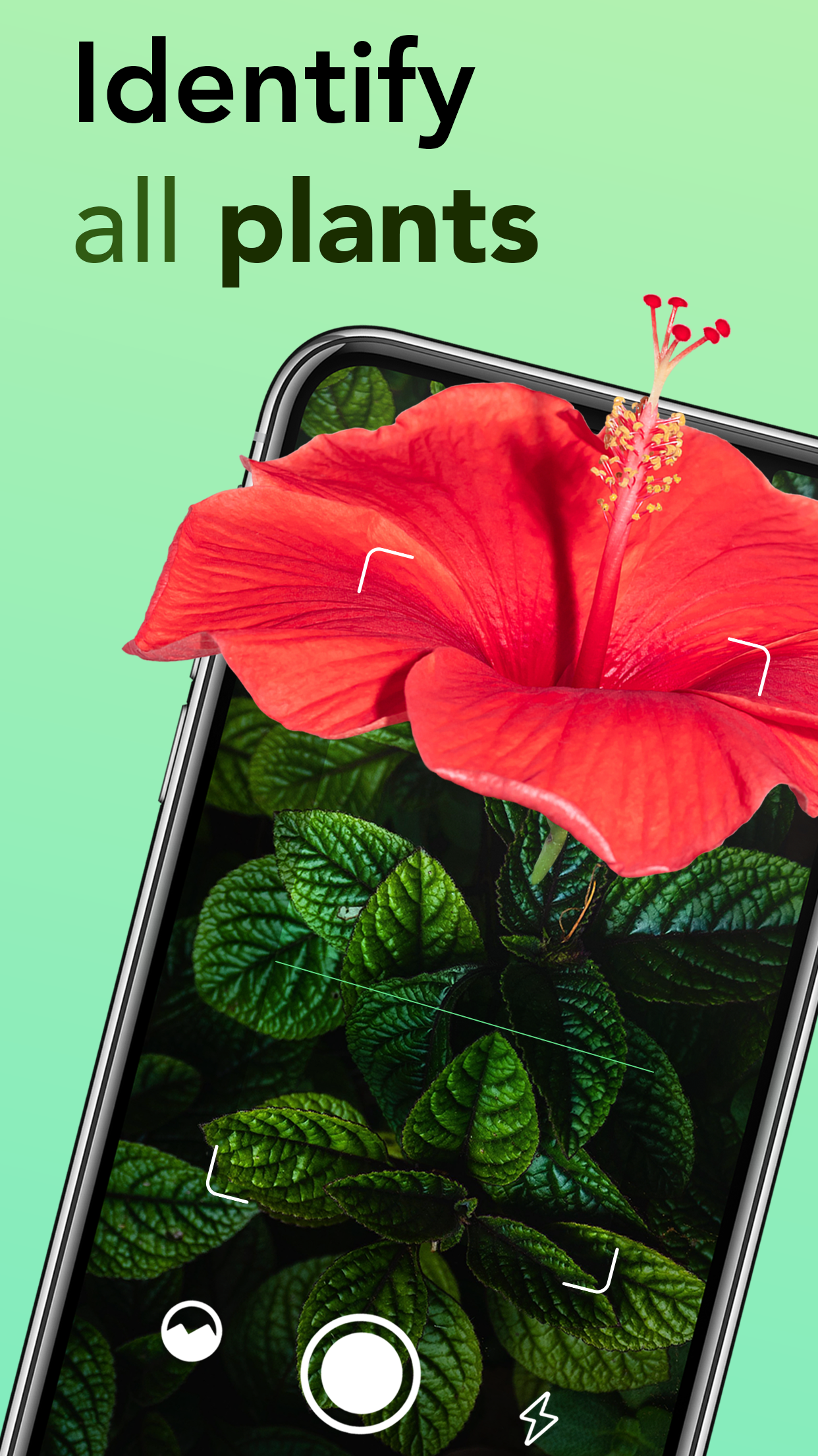 Plant identifier: Plant ID app