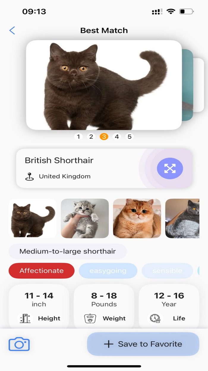 Cat Identifier AI Scanner